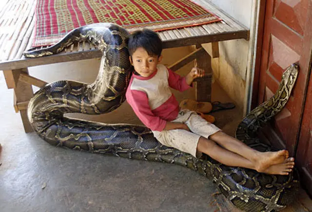 dangerous animals as pets