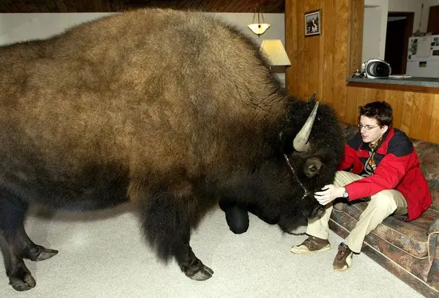 #dangerous_animals_as_pets