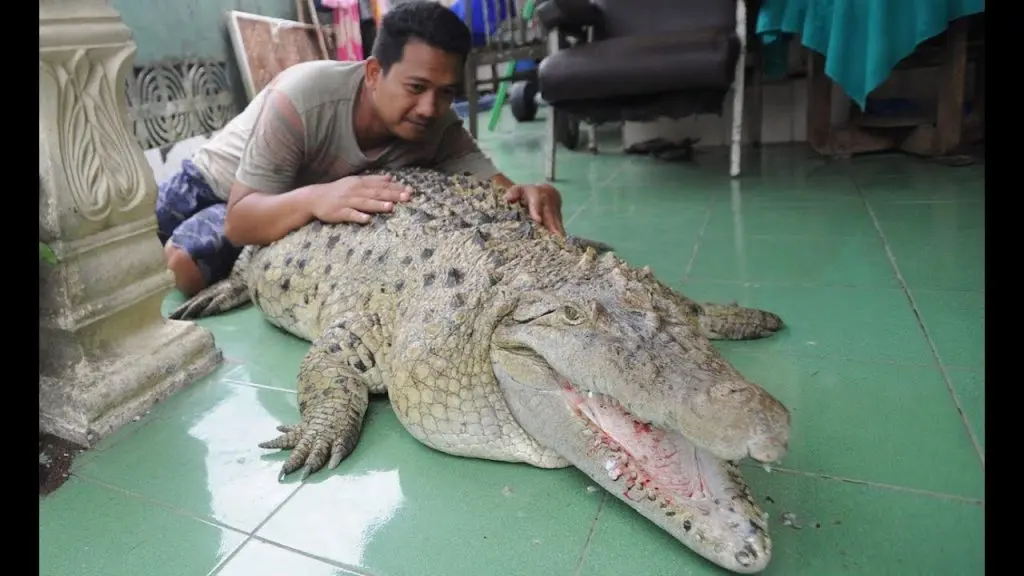 dangerous animals as pets